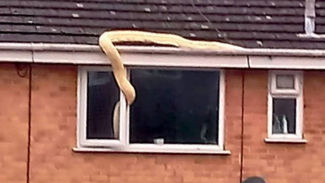 Momento em que a serpente passa pela janela. –&nbsp; Foto: Reprodu&ccedil;&atilde;o Facebook/Divulga&ccedil;&atilde;o ND