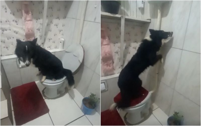 border collie na privada e dando descarga