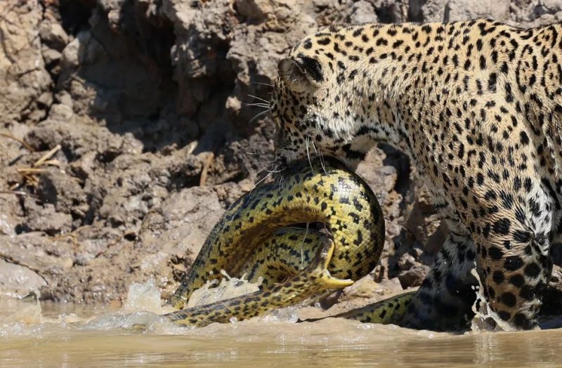 anaconda and jaguar