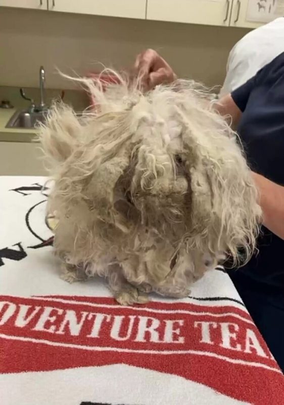 Animal estava irreconhec&iacute;vel quando foi encontrado – Foto: Arquivo Pessoal/Divulga&ccedil;&atilde;o