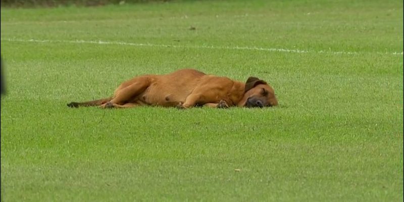Cachorro foi flagrado dormindo em campo e atrasou reinício da partida