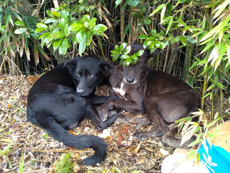 Cachorros vivem nas ruas do bairro Arma&ccedil;&atilde;o, em Florian&oacute;polis&nbsp; – Foto: Reprodu&ccedil;&atilde;o/ND