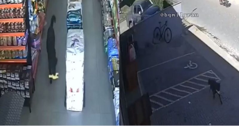 Cadela ‘meliante’ tentou disfar&ccedil;ar mas foi flagrada roubando em pet shop de Brusque – Foto: Reprodu&ccedil;&atilde;o/Instagram
