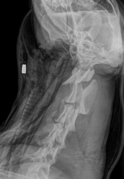 C&atilde;o morreu ap&oacute;s ser baleado em Gaspar, no Vale do Itaja&iacute;. – Foto: Divulga&ccedil;&atilde;o/ND