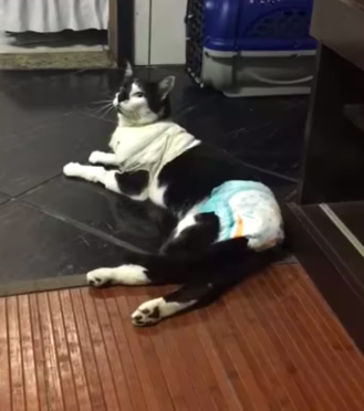 Animal teve que passar por cirurgia para retirada de bala – Foto: ONG Viva Bicho/Reprodu&ccedil;&atilde;o/ND