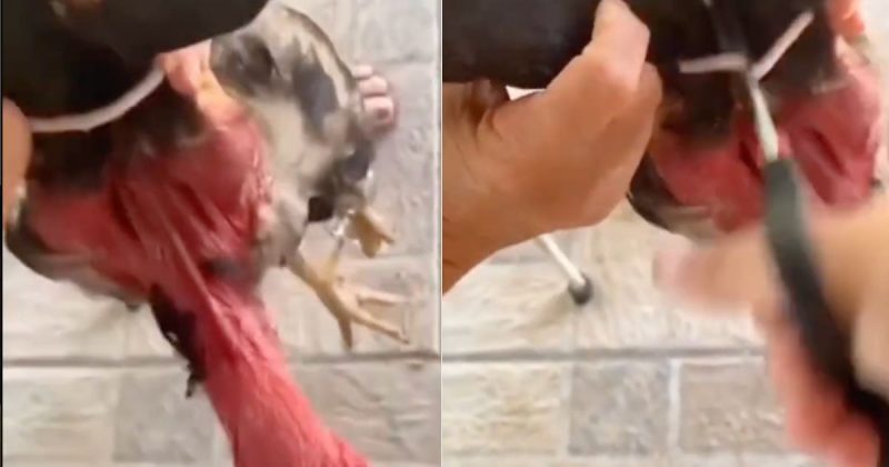 “Vai, Claudinho!”, grita a neta ao tentar soltar galo, enquanto a av&oacute; o perseguia de olho no almo&ccedil;o – Foto: Reprodu&ccedil;&atilde;o