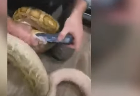 Cobra ataca celular em vídeo