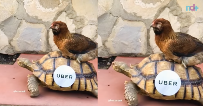 The chicken in the turtle has gone viral