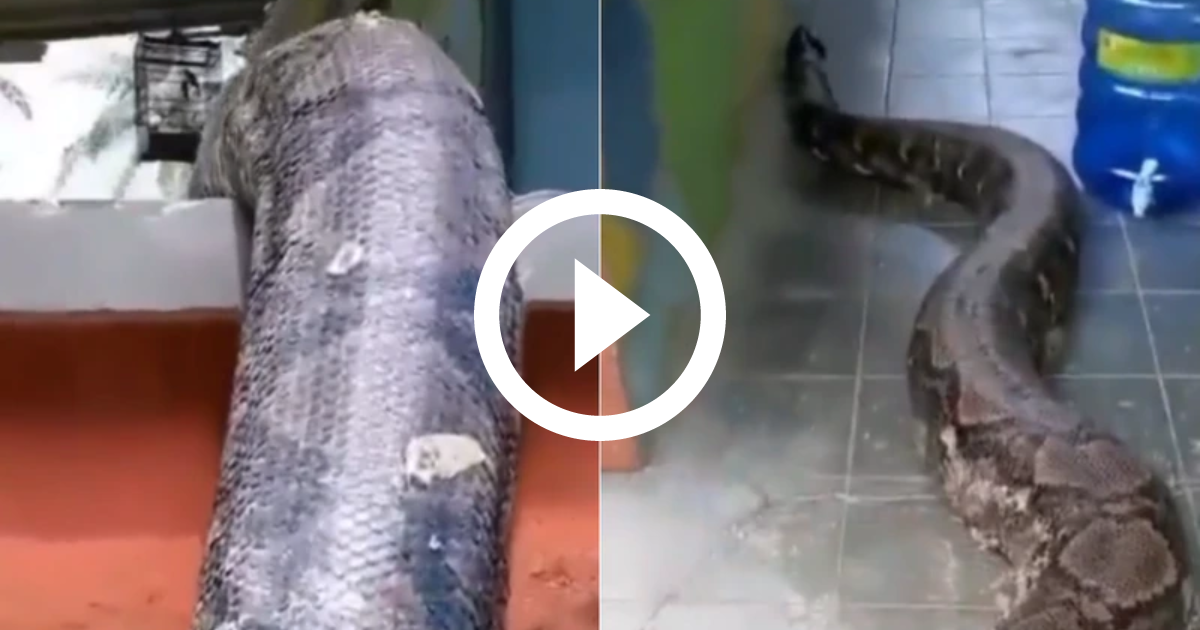 Vídeo: cobras voadoras pulam em árvores e viram um enigma para