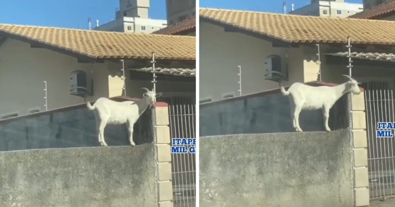 Cabra fofoqueira sobe em muro e repercute na web – Foto: Reprodu&ccedil;&atilde;o/Internet/Itapema Mil Grau