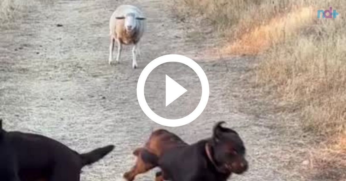 Vídeo: ovelha com ‘crise de identidade’ viraliza ao viver achando que é cachorro