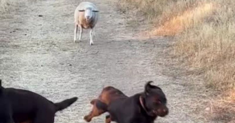Ovelha Norit vive em harmonia com cachorros da fazenda – Foto: Reprodu&ccedil;&atilde;o/ND