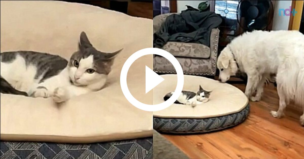 Em vídeo, gato se confunde e acha que cachorro de game é real
