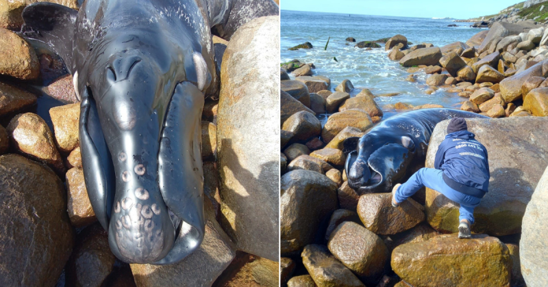 Filhote de baleia &eacute; encontrado morto encalhado em praia de SC – Foto: Rafael Laurentino/PMP-BS/UDESC