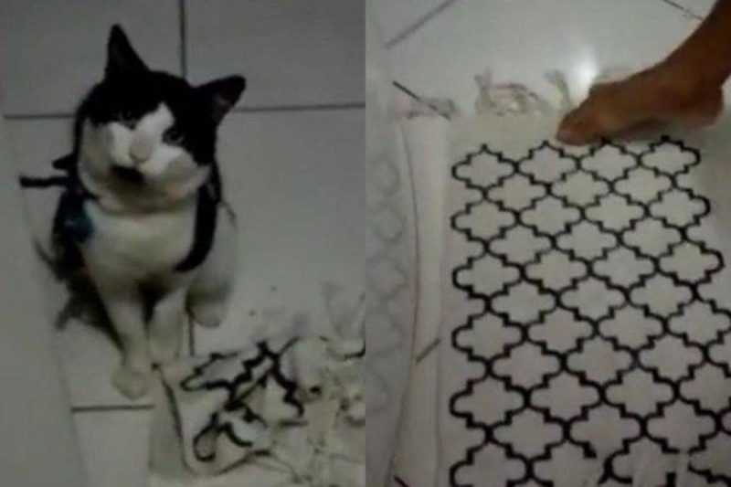 Gato ‘briga’ com tutor e n&atilde;o deixa tapete na cozinha – Foto: Reprodu&ccedil;&atilde;o/TikTok