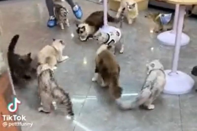 Dezenas de gatos brigam em cafeteria e v&iacute;deo chamou a aten&ccedil;&atilde;o na internet – Foto: Reprodu&ccedil;&atilde;o/Internet