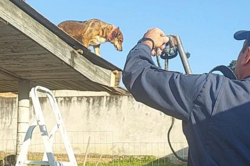 Bombeiros foram acionados na tarde de quarta-feira (24) para resgatar cachorro em cima de telhado – Foto: Bombeiros Militares/Divulga&ccedil;&atilde;o/ND