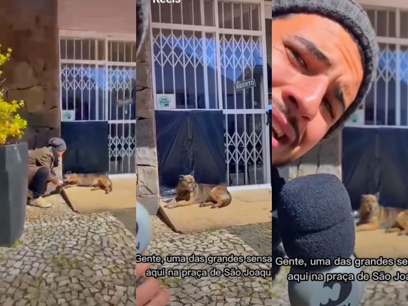Rep&oacute;rter entrevistou o animal depois de passar informa&ccedil;&otilde;es sobre o frio na cidade – Foto: Reprodu&ccedil;&atilde;o/@ndtvrecordtv/ND
