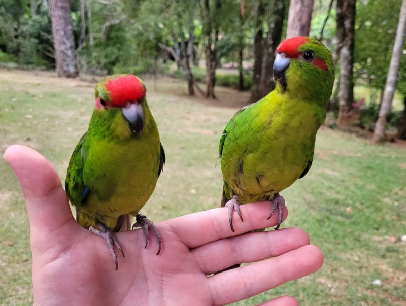 Os kakarikis s&atilde;o aves raras no Brasil.