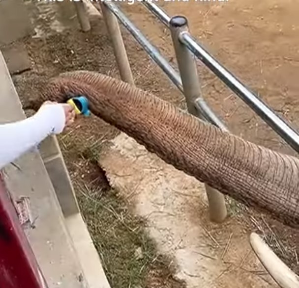 Elefante devolve sapato de menina em zool&oacute;gico na China – Foto: Divulga&ccedil;&atilde;o/CGTN/ND