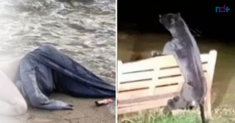 Vendo de longe, at&eacute; parece ser algo terr&iacute;vel ou tr&aacute;gico, mas ao se aproximar &eacute; poss&iacute;vel perceber que n&atilde;o &eacute; t&atilde;o grave assim &mdash; Foto: Internet/Reprodu&ccedil;&atilde;o/ND