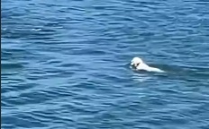 &nbsp;Cachorro &eacute; famoso na regi&atilde;o por brincar com animais marinhos – Foto: Reprodu&ccedil;&atilde;o Instagram @the_district_chef/Divulga&ccedil;&atilde;o ND