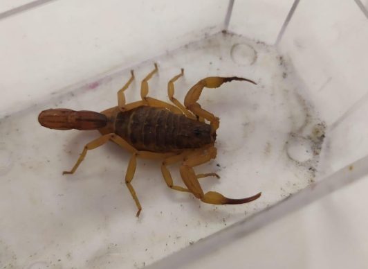 The appearance of the yellow scorpion in Araquari