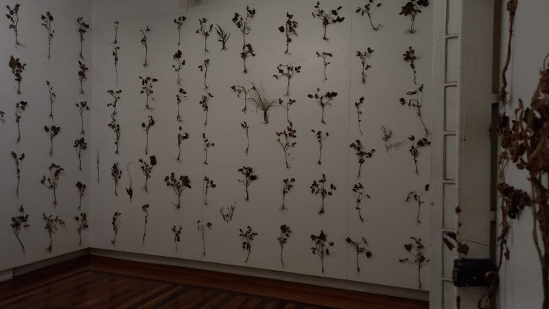 O artista catarinense Audrian Cassanelli apresenta a exposição O Filho da Soja, na Fundação Cultural BADESC, em Florianópolis