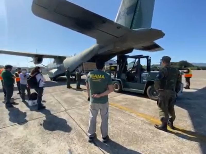 Elefante-marinho &eacute; transportado de Salvador at&eacute; Florian&oacute;polis – Foto: Reprodu&ccedil;&atilde;o/For&ccedil;a A&eacute;rea Brasileira/ND