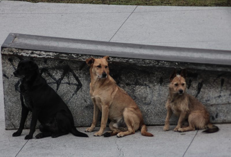 Todos eles passaram por cuidados veterin&aacute;rios, est&atilde;o castrados e vacinados – Foto: Marcos Porto/Prefeitura de Itaja&iacute;/Divulga&ccedil;&atilde;o