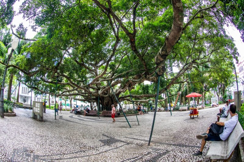 Em 1871, o ent&atilde;o Largo da Matriz recebeu a pequena &aacute;rvore que se transformaria num dos principais s&iacute;mbolos de Florian&oacute;polis – Foto: Divulga&ccedil;&atilde;o