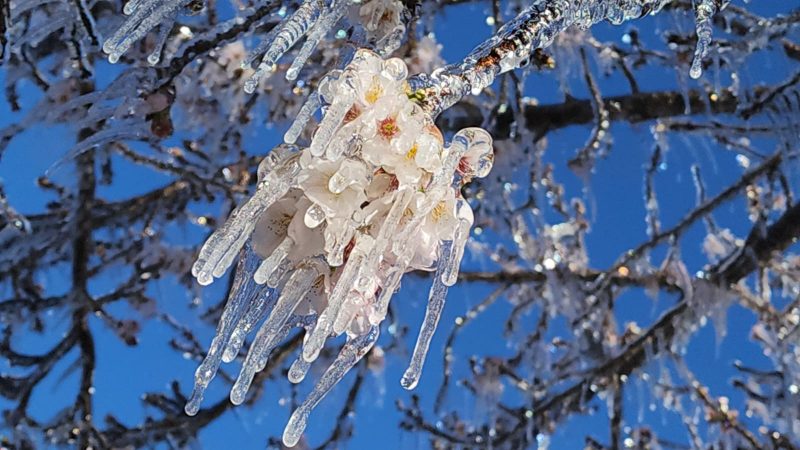 Flor congelada em S&atilde;o Joaquim – Foto: MYCCHEL LEGNAGHI/@saojoaquimonline.com.br/ND