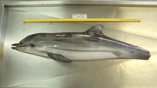 Golfinho raro no litoral é encontrado morto com a cauda amputada em Bombinhas