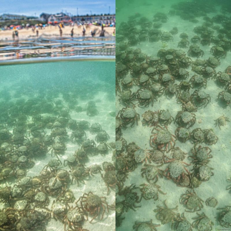 Quantidade de caranguejos deixam banhistas da Inglaterra em alerta – Foto: The Sun/Reprodu&ccedil;&atilde;o/ND