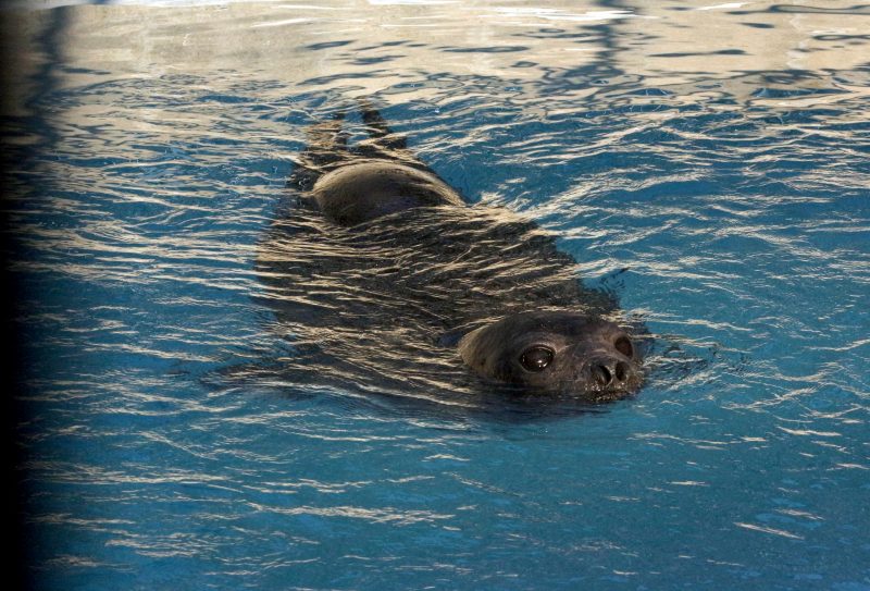 Animal foi resgatada pelo IMA (Instituto de Animais Marinhos) e est&aacute; em recupera&ccedil;&atilde;o h&aacute; cerca de seis meses – Foto: Divulga&ccedil;&atilde;o/Nilson Coelho/R3 Animal/ND