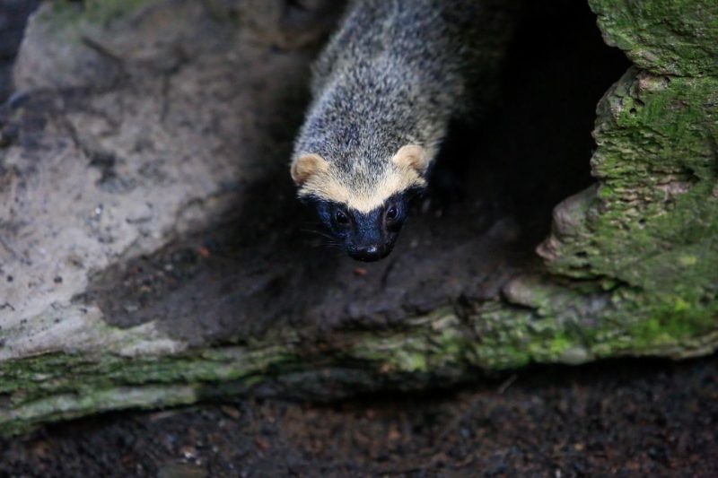 Popula&ccedil;&atilde;o podia escolher entre os nomes Otto, Bento e Tadeu – Foto: Prefeitura de Joinville/Divulga&ccedil;&atilde;o