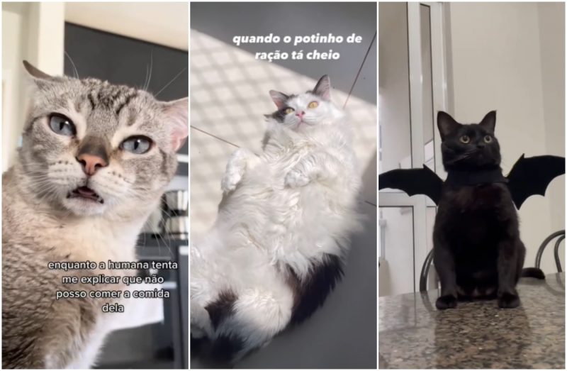 Gatos de sucesso no cinema e na TV