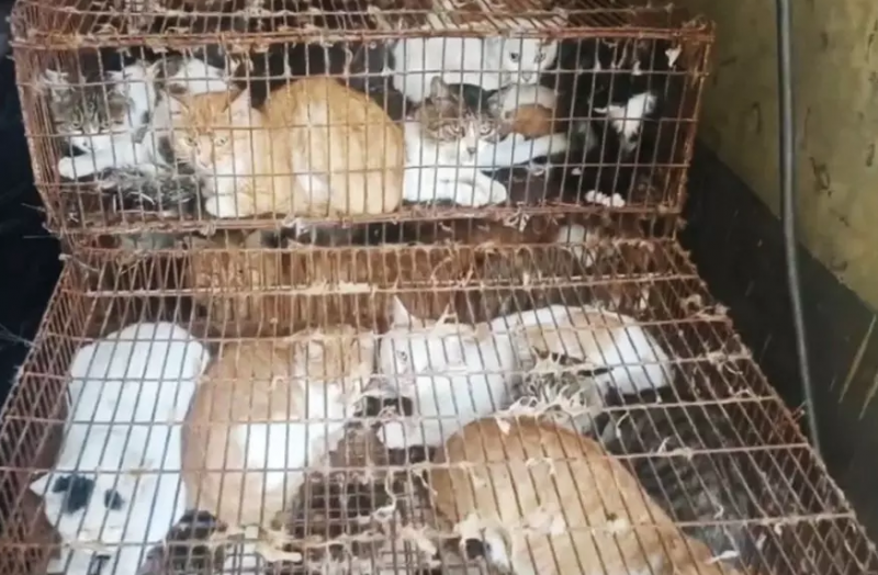 Gatos estavam sendo armazenados para consumo humano