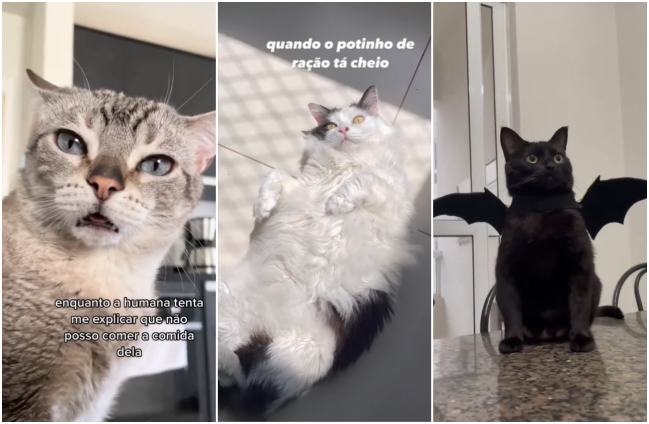 Gato de 4 orelhas é adotado e viraliza na web