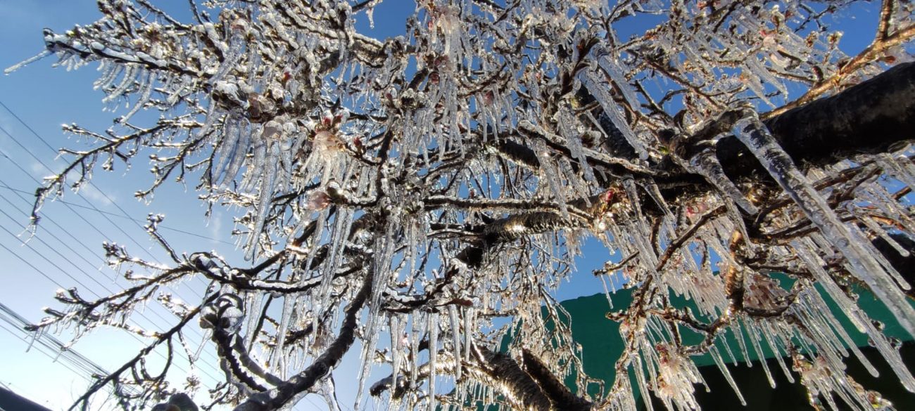 Frio intenso congelou árvores em São Joaquim - Wagner Urbano