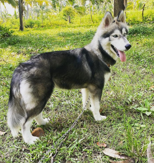 O Husky Siberiano tende a ser independente, mas ao mesmo tempo amarem a companhia de humanos – Foto: Reprodu&ccedil;&atilde;o/@sasha_siberianwolf/ND