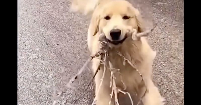 Compila&ccedil;&atilde;o de v&iacute;deos com Golden Retriever viraliza nas redes sociais – Foto: Reprodu&ccedil;&atilde;o