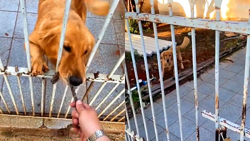 Brincadeira com golden retrivier tem final inesperado – Foto: Reprodu&ccedil;&atilde;o TikTok/@guh_felippi