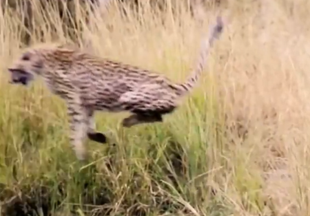 Momento da fuga do guepardo