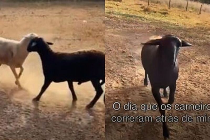 Carneiro largou a briga e come&ccedil;ou a correr atr&aacute;s do influencer – Foto: Reprodu&ccedil;&atilde;o/Internet