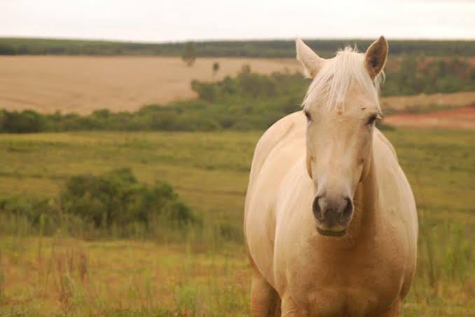 O homem havia consumido R$ 700 em bebida e n&atilde;o tinha dinheiro para pagar. &mdash; Foto: Internet/Reprodu&ccedil;&atilde;o/ND