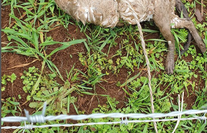 Os animais foram encontrados na quarta-feira (10). – Foto: Internet/Reprodu&ccedil;&atilde;o/ND