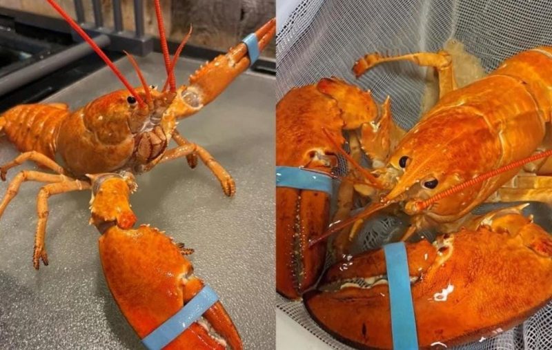 Lagosta rar&iacute;ssima escapou de virar comida em restaurante – Foto: Reprodu&ccedil;&atilde;o/@globalnews/ND