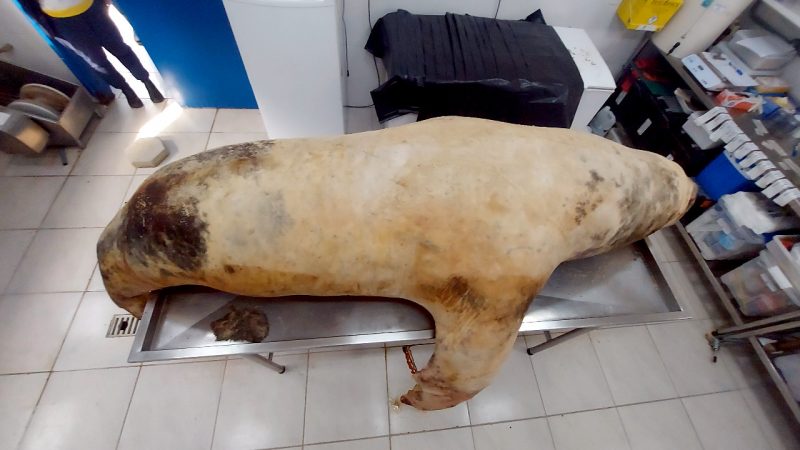 O animal foi encontrado morto na Praia do Campeche, em Florian&oacute;polis – Foto: R3 Animal/Divulga&ccedil;&atilde;o/ND