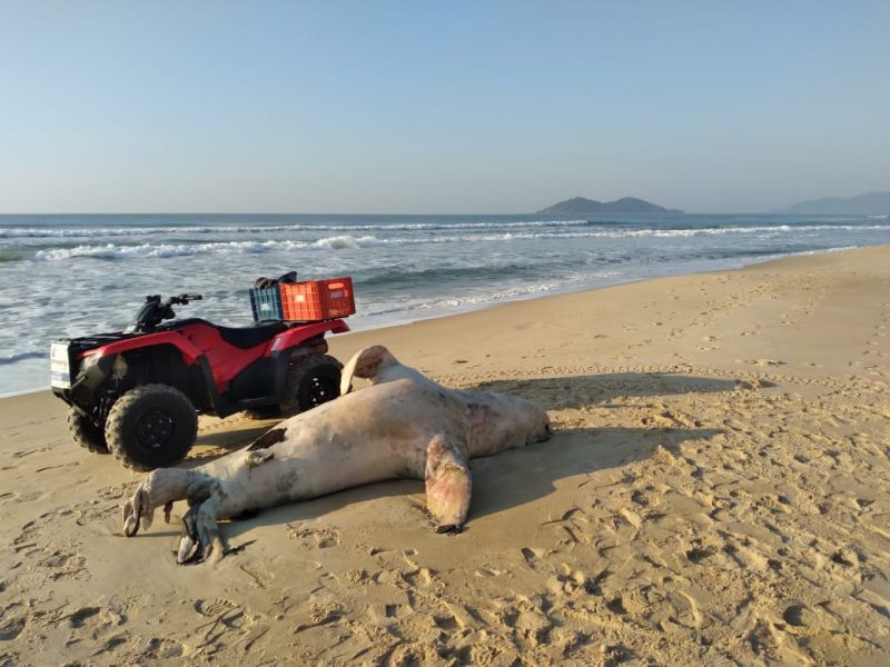 Animal foi encontrado morto no Campeche na manh&atilde; desta ter&ccedil;a-feira (2) – Foto: R3/Divulga&ccedil;&atilde;o/ND